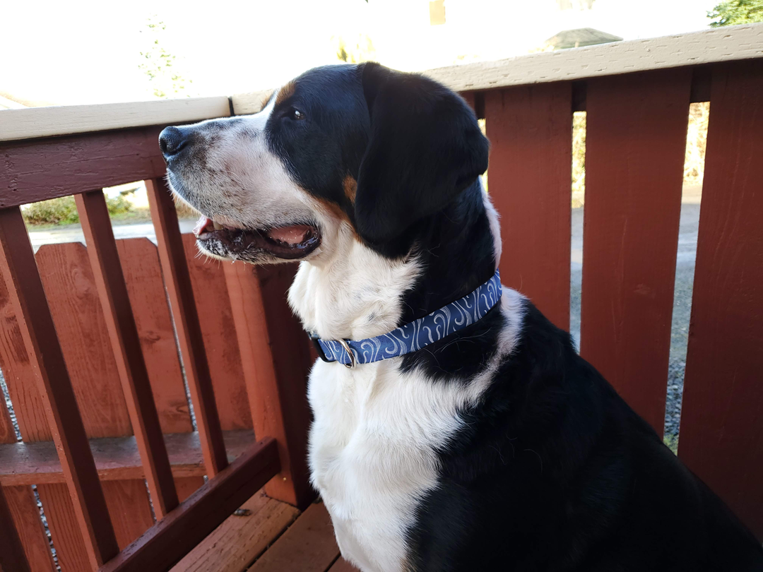 Currents Dog Collar - Made in USA