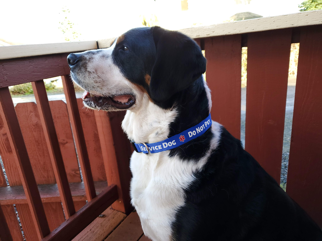 DoNotPet-Blue Dog Collar - Made in USA