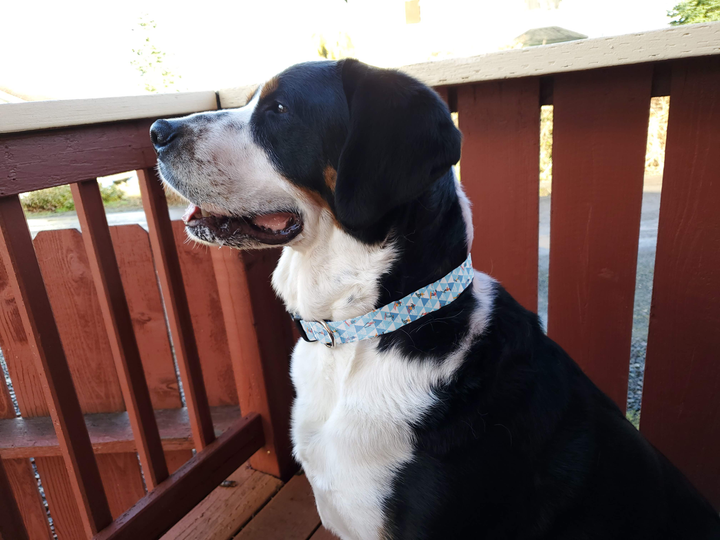 Skiers Dog Collar - Made in USA