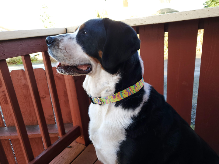 Melody Dog Collar - Made in USA