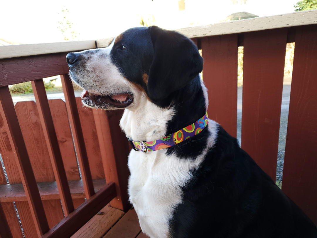 Flower Power Dog Collar - Made in USA