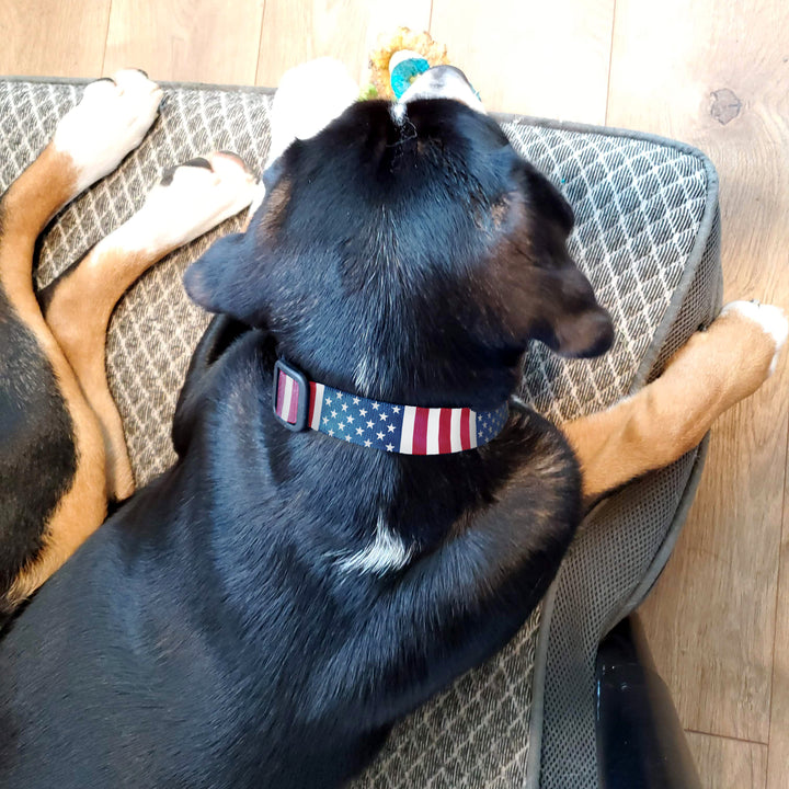 Flags Stars And Stripes Dog Collar - Made in USA