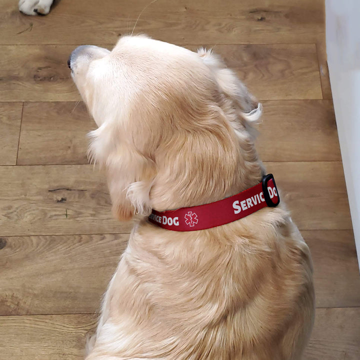 Service Dog Red Dog Collar - Made in USA