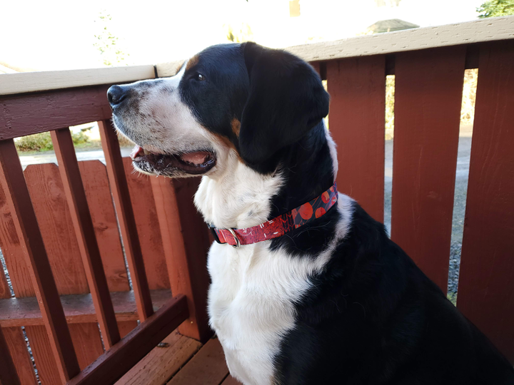 Red Grunge Dog Collar - Made in USA