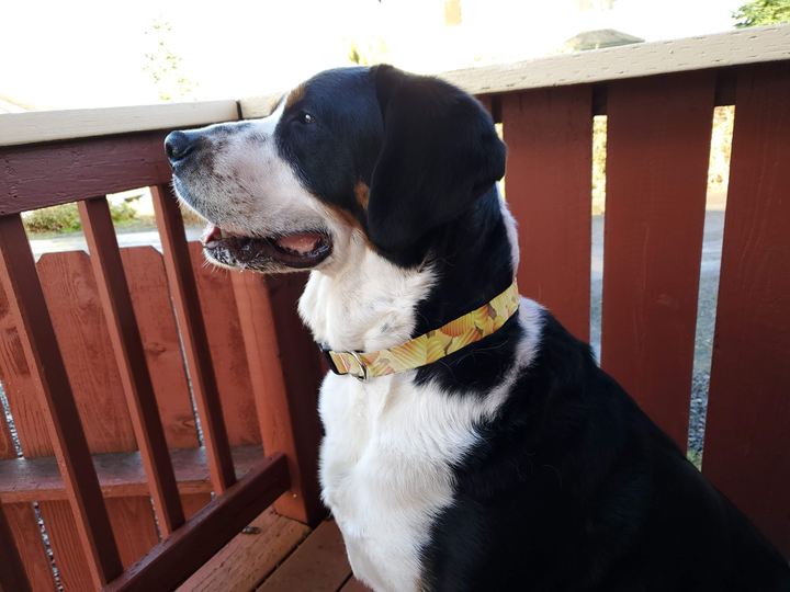 Tater Dog Collar - Made in USA