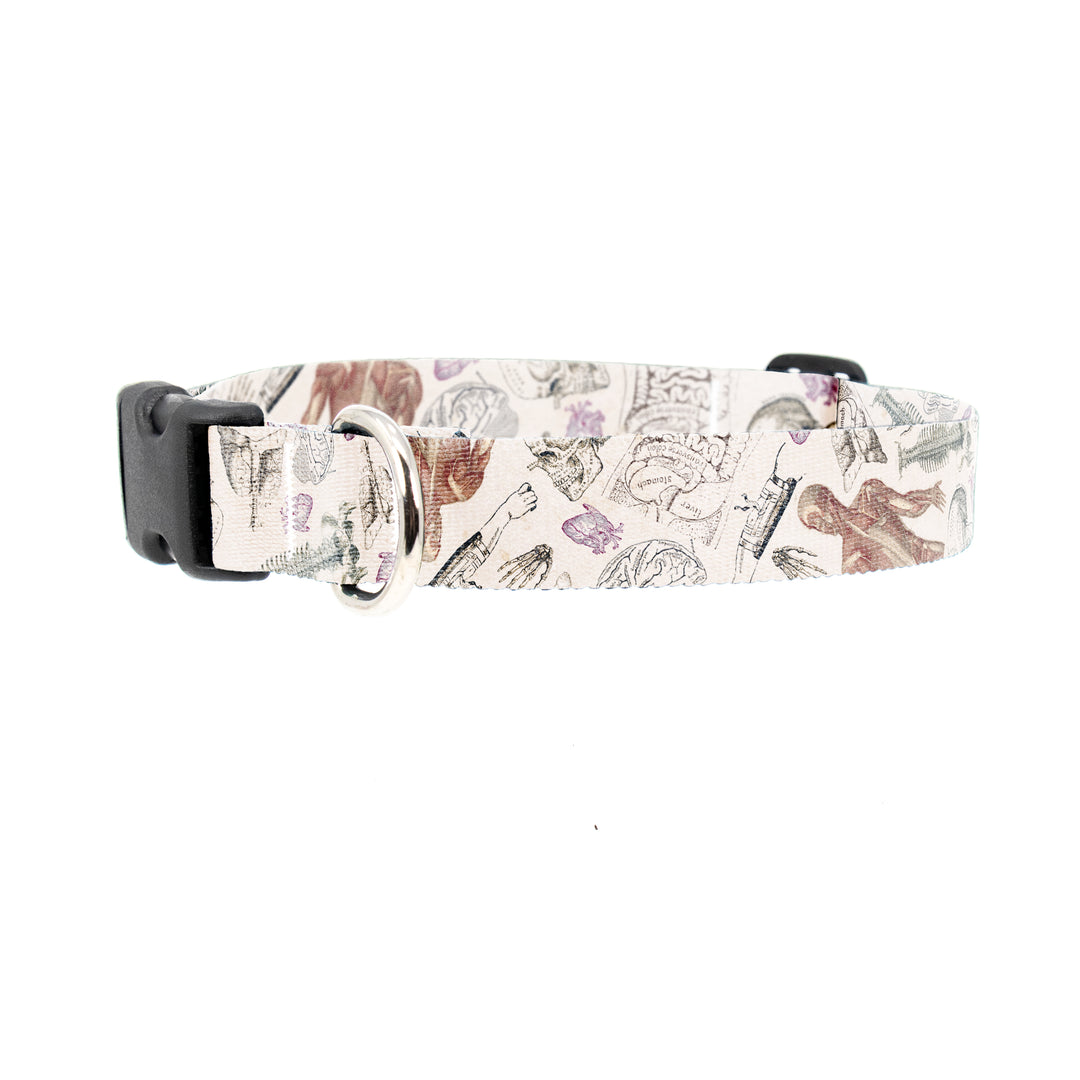 Buttonsmith Anatomy Dog Collar - Made in the USA - Buttonsmith Inc.