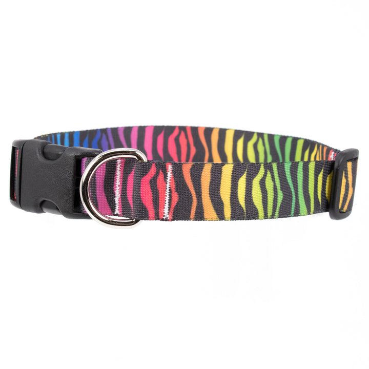 Buttonsmith Rainbow Zebra Dog Collar - Made in USA - Buttonsmith Inc.